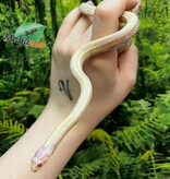 Magazoo Lined California king snake #1 male