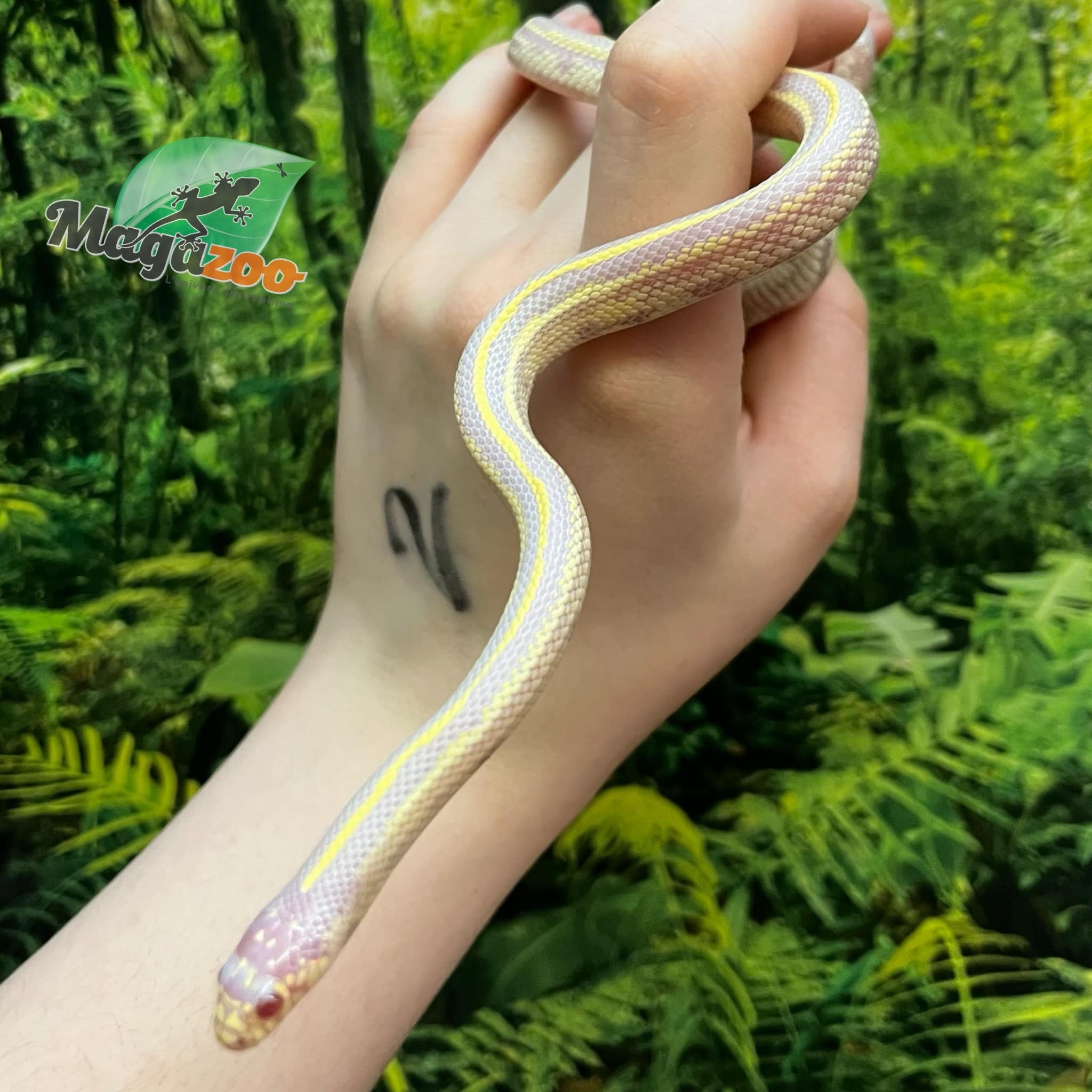 Magazoo Lined California king snake #1 male