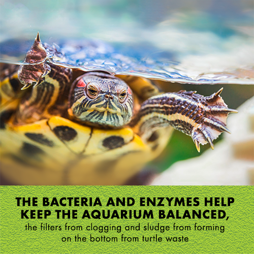 Zilla ZILLA 90405 Tortue Pure