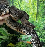 Magazoo Boa Sonoran Leopard (66% pos. Het. Super Stripe) Male