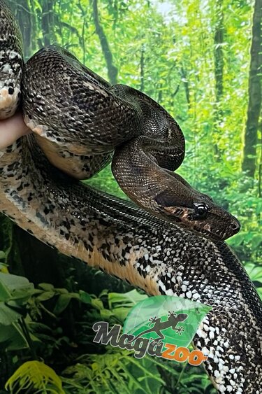 Magazoo Boa Sonoran Leopard (66% pos. Het. Super Stripe) Male