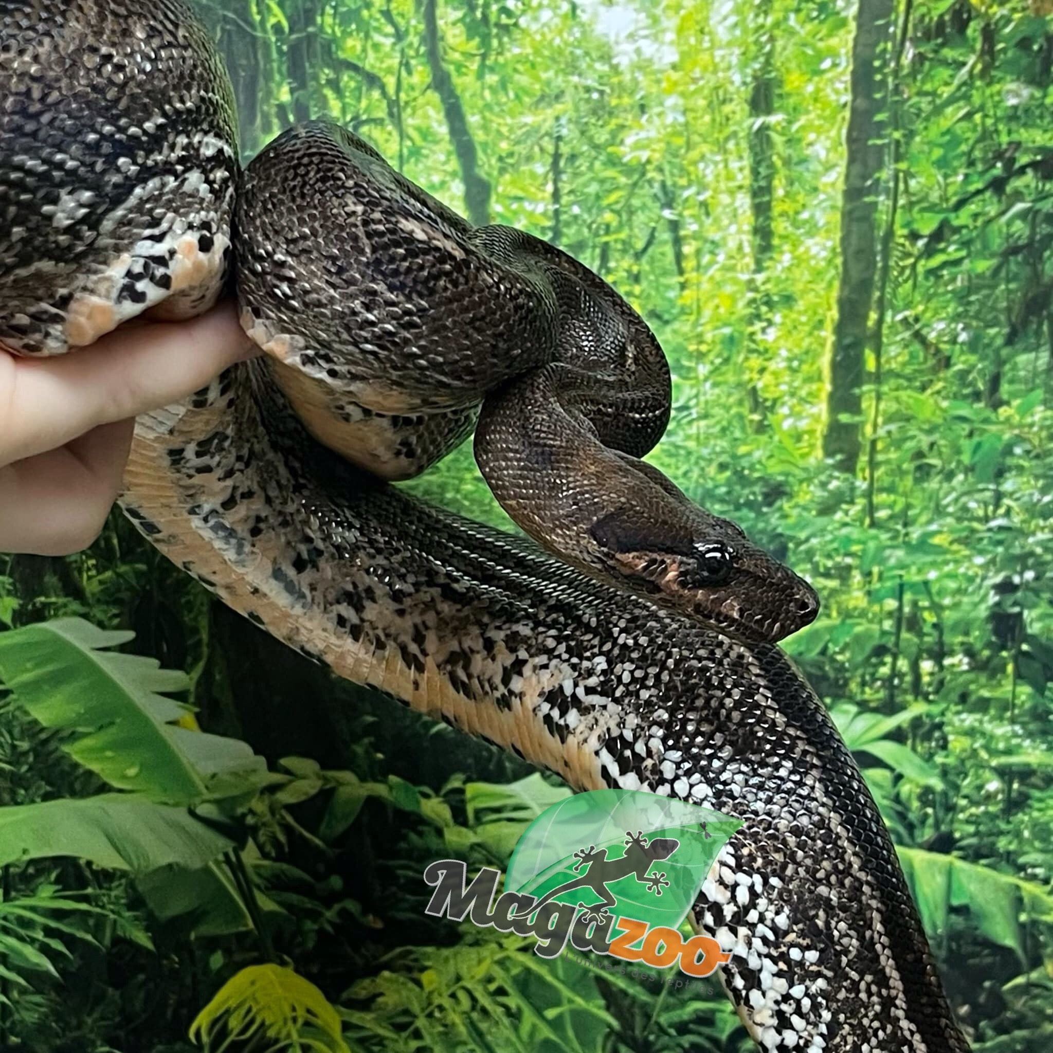 Magazoo Boa Sonoran Leopard (66% pos. Het. Super Stripe) Male