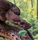 Magazoo Boa Sonoran Leopard (66% pos. Het. Super Stripe) Male