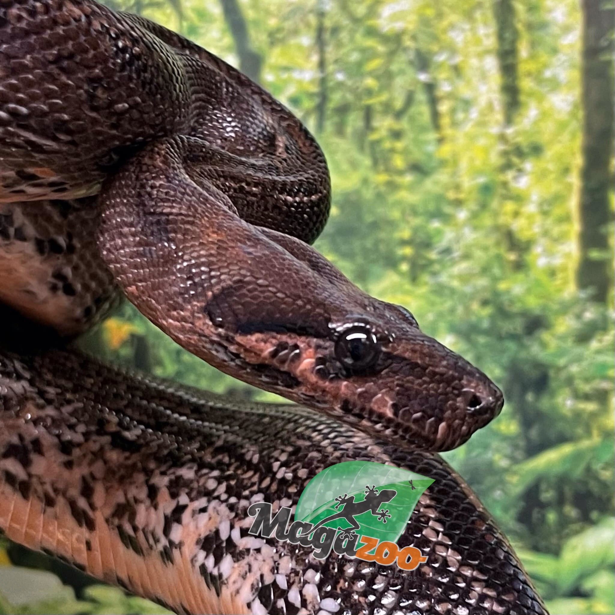 Magazoo Boa Sonoran Leopard (66% pos. Het. Super Stripe) Male