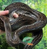 Magazoo Boa Sonoran Leopard (66% pos. Het. Super Stripe) Male