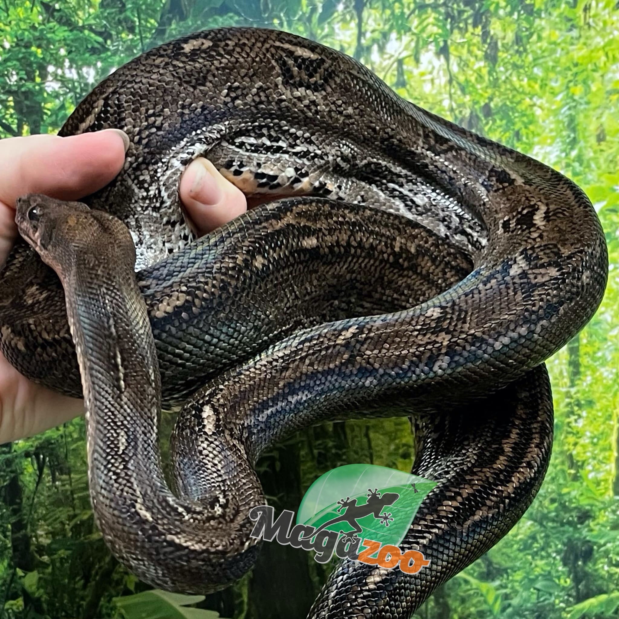 Magazoo Boa Sonoran Leopard (66% pos. Het. Super Stripe) Male