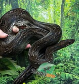 Magazoo Boa Sonoran Leopard (66% pos. Het. Super Stripe) Male