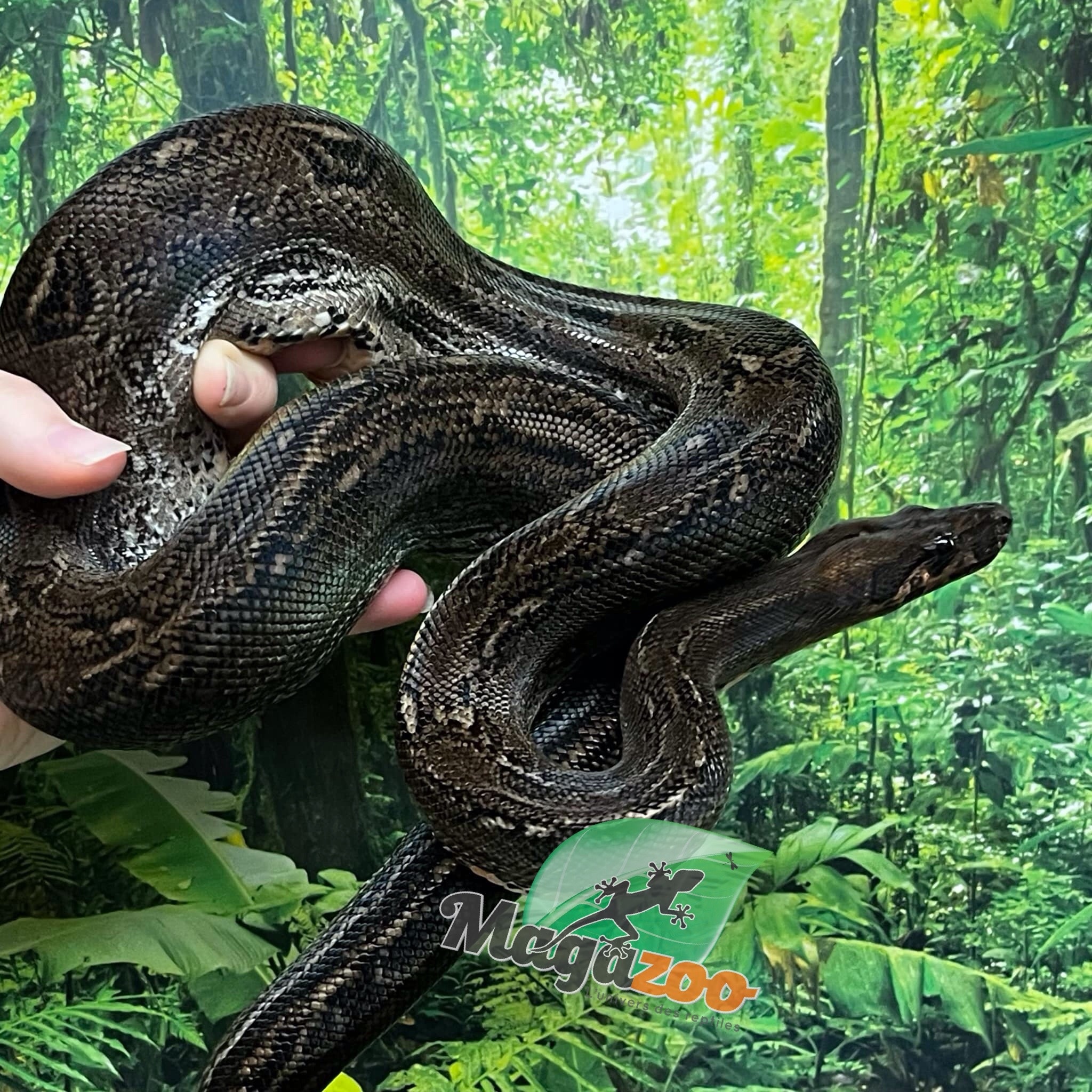 Magazoo Boa Sonoran Leopard (66% pos. Het. Super Stripe) Male