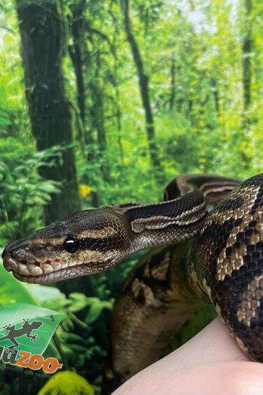 Magazoo Python royal black pastel 66% Double het Hypo Pied femelle