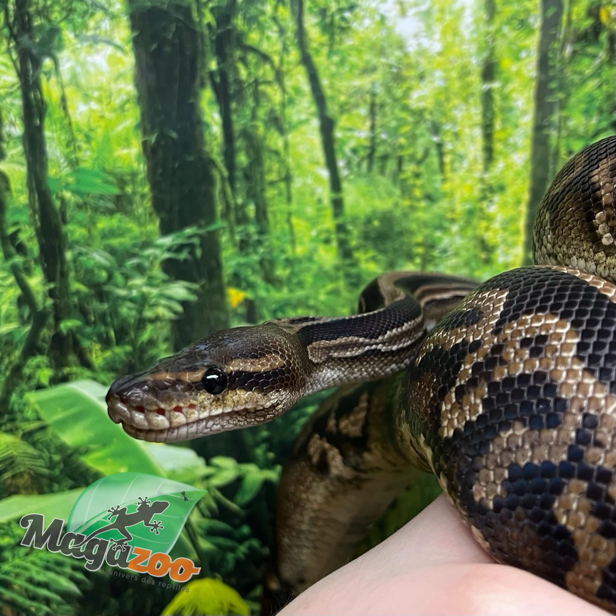 Magazoo Black pastel 66% Double het Hypo Pied Female Ball Python