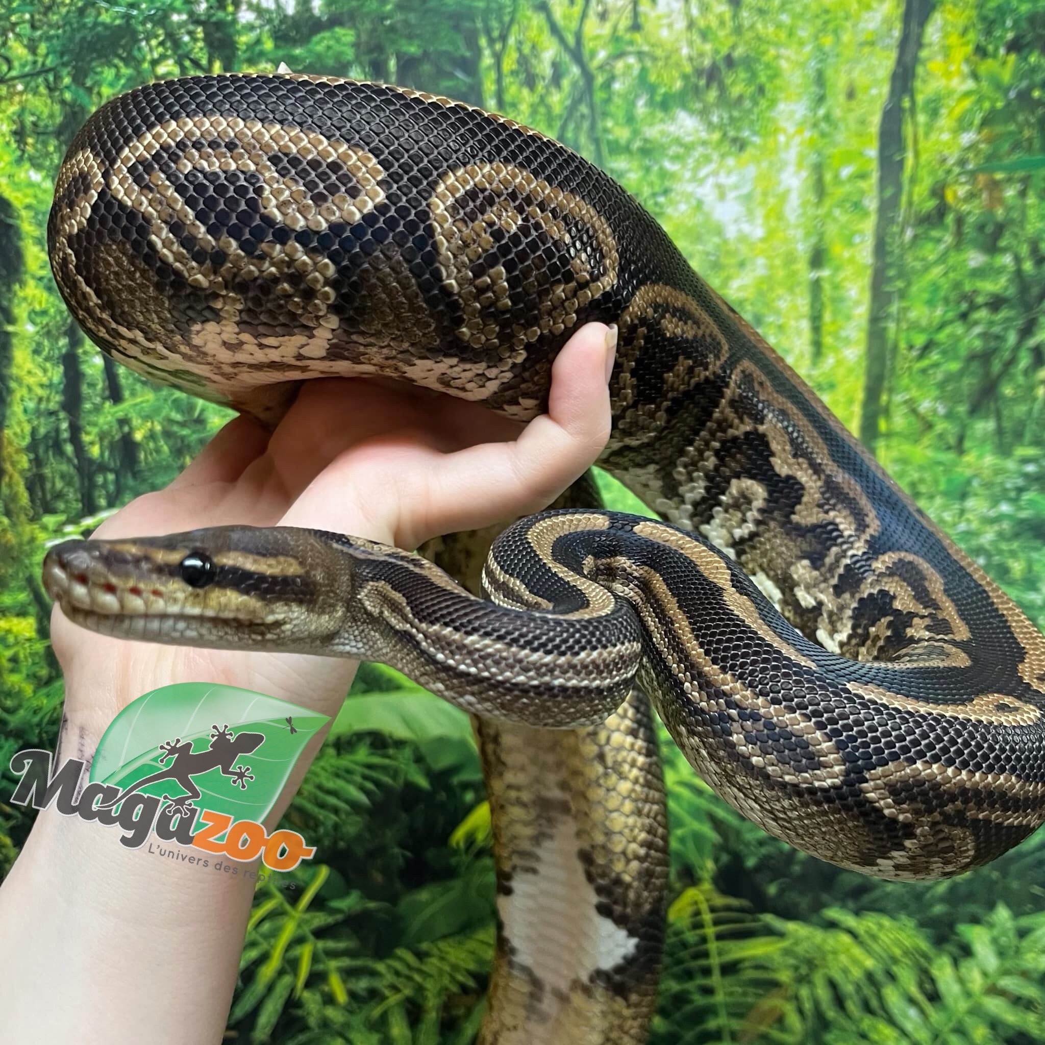 Magazoo Black pastel 66% Double het Hypo Pied Female Ball Python