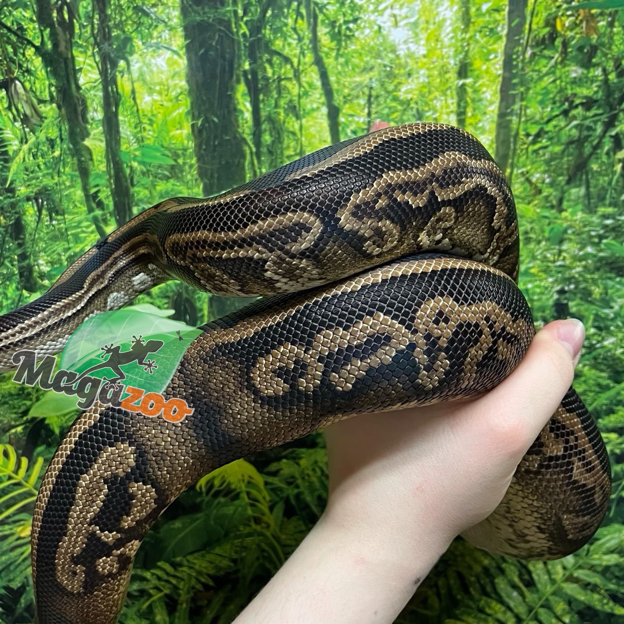Magazoo Black pastel 66% Double het Hypo Pied Female Ball Python
