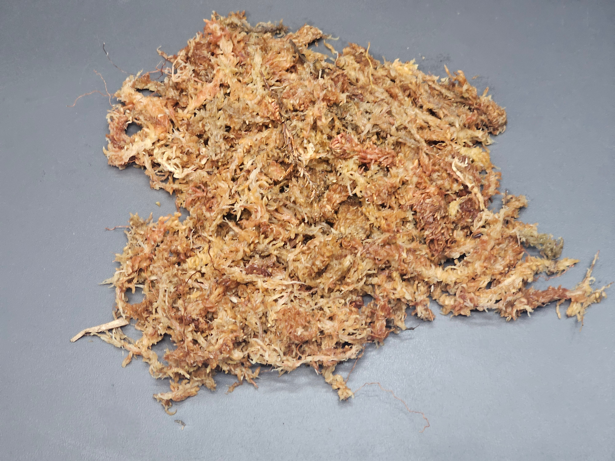 La Swamp Chilean sphagnum moss