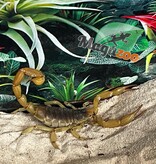 Magazoo Arizona Hairy scorpion / Hadrurus arizonensis