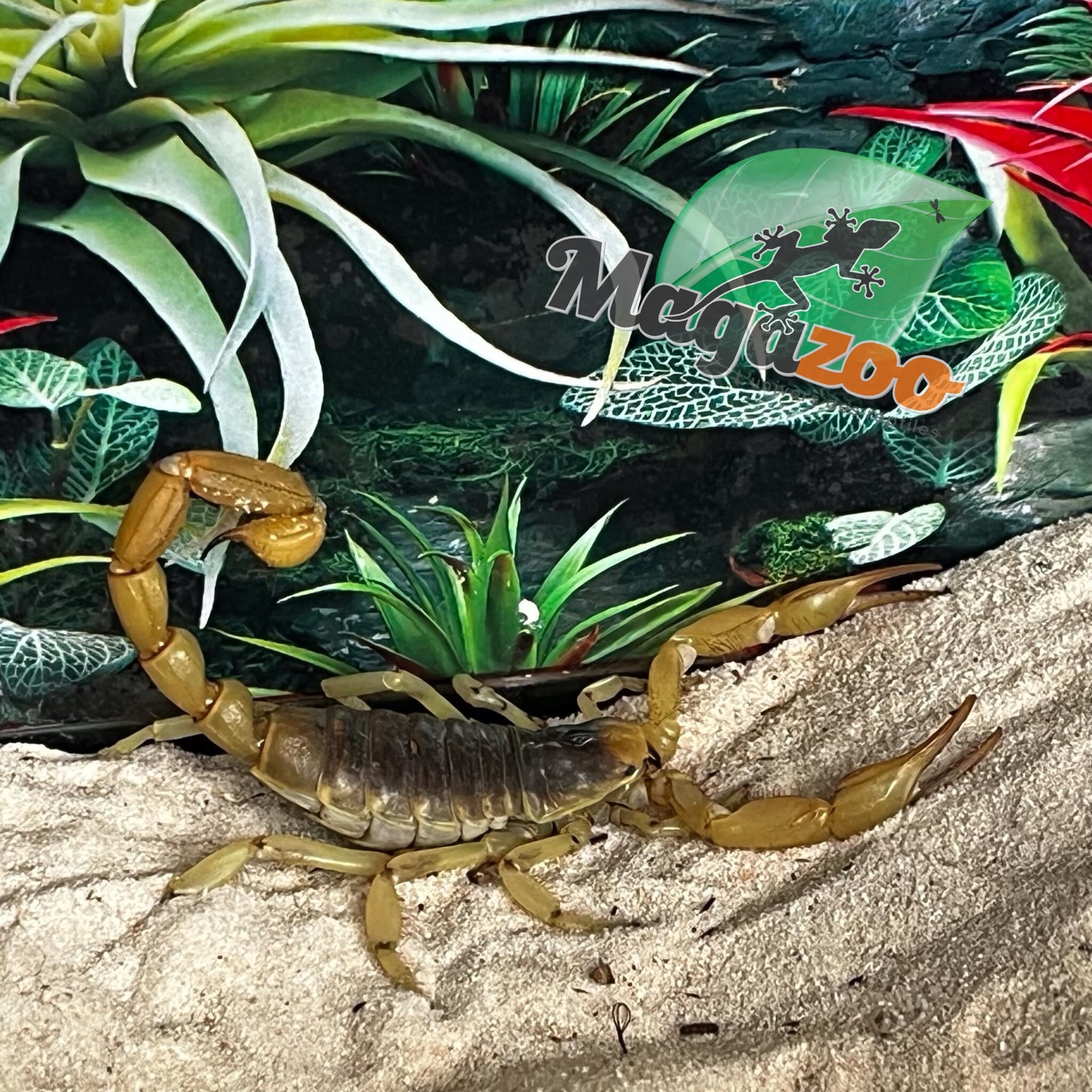 Magazoo Arizona Hairy scorpion / Hadrurus arizonensis