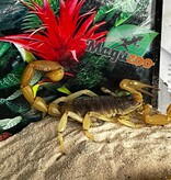 Magazoo Arizona Hairy scorpion / Hadrurus arizonensis