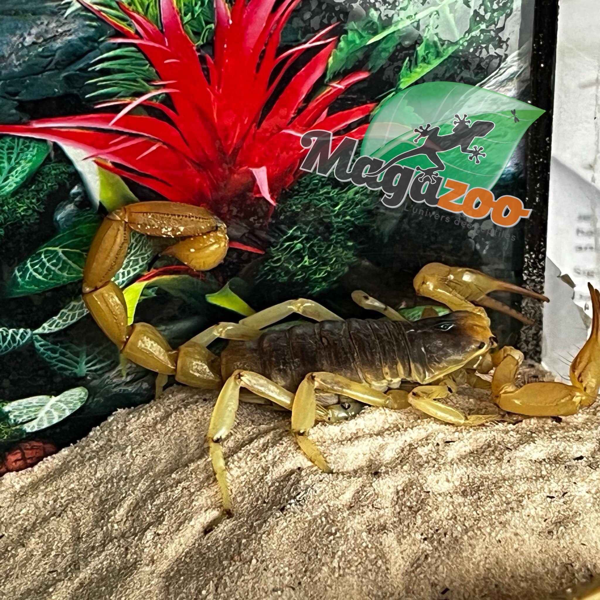 Magazoo Arizona Hairy scorpion / Hadrurus arizonensis