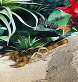 Magazoo Arizona Hairy scorpion / Hadrurus arizonensis
