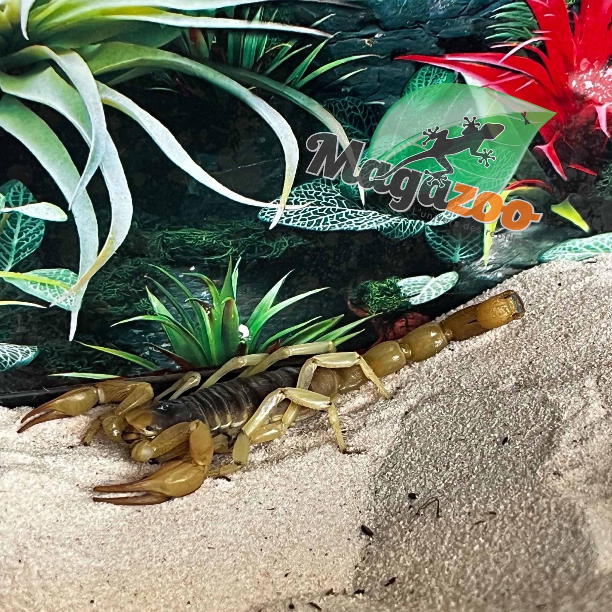 Magazoo Arizona Hairy scorpion / Hadrurus arizonensis