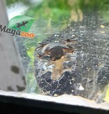 Magazoo Grenouille naine africaine