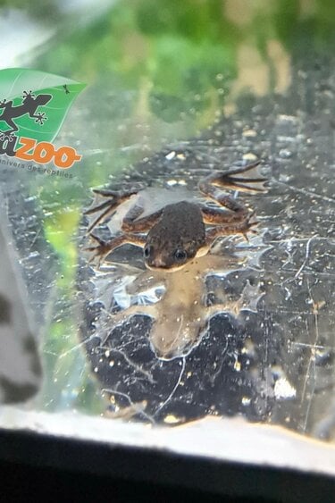 Magazoo African dwarf frog