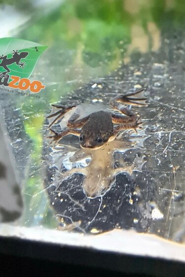 Magazoo Grenouille naine africaine