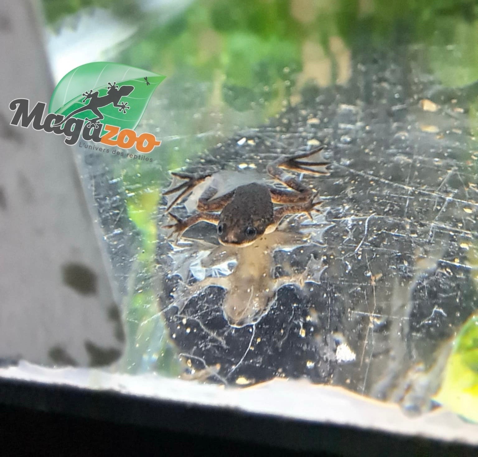 Magazoo African dwarf frog