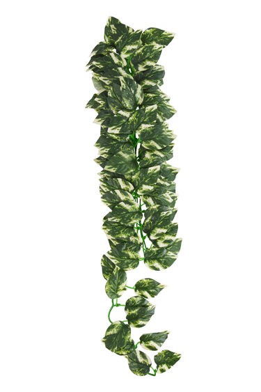 Reptiles treasures Manjula Plant - 24in