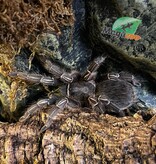 Magazoo Stripe knee tarantula #1/Aphonopelma seemani