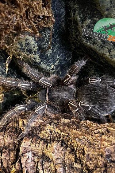 Magazoo Mygale à genoux rayés  / Aphonopelma seemani