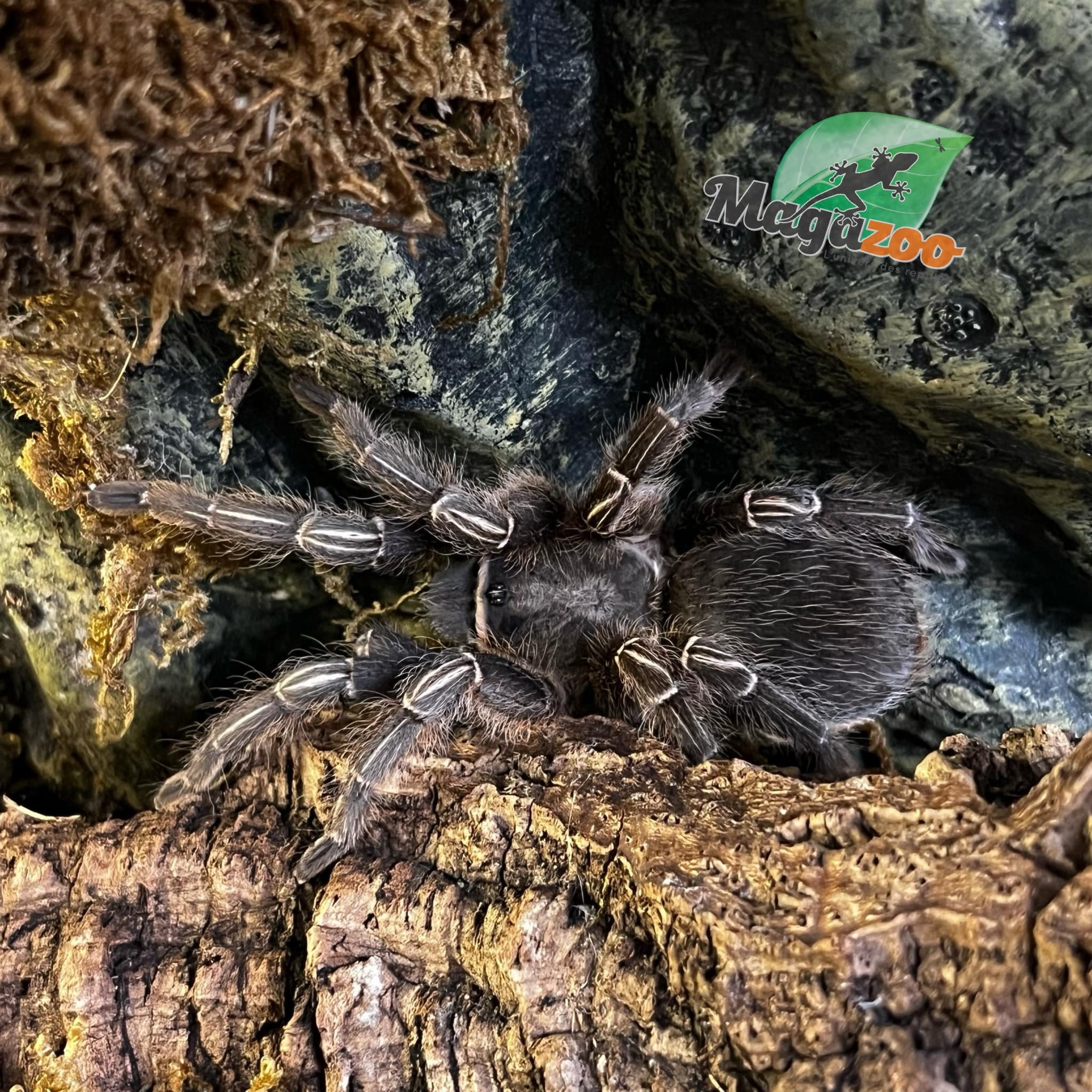Magazoo Stripe knee tarantula #1/Aphonopelma seemani