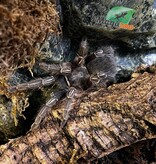 Magazoo Mygale à genoux rayés  / Aphonopelma seemani