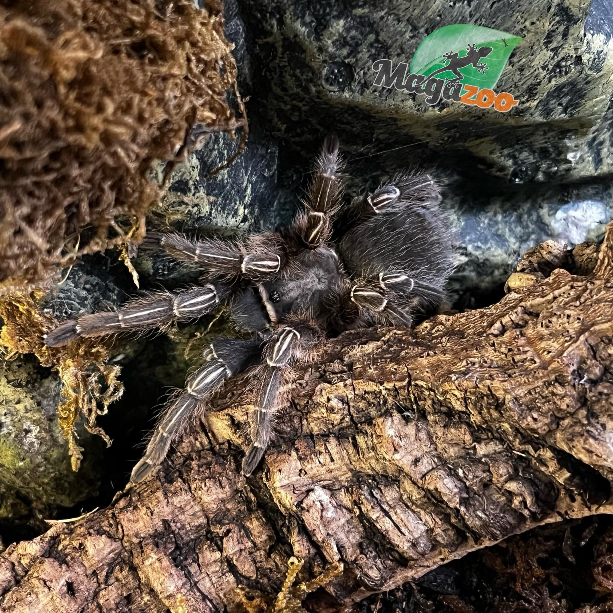 Magazoo Stripe knee tarantula #1/Aphonopelma seemani