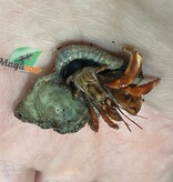 Magazoo Komuraski's Hermit Crab