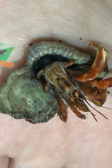 Magazoo Komuraski's Hermit Crab