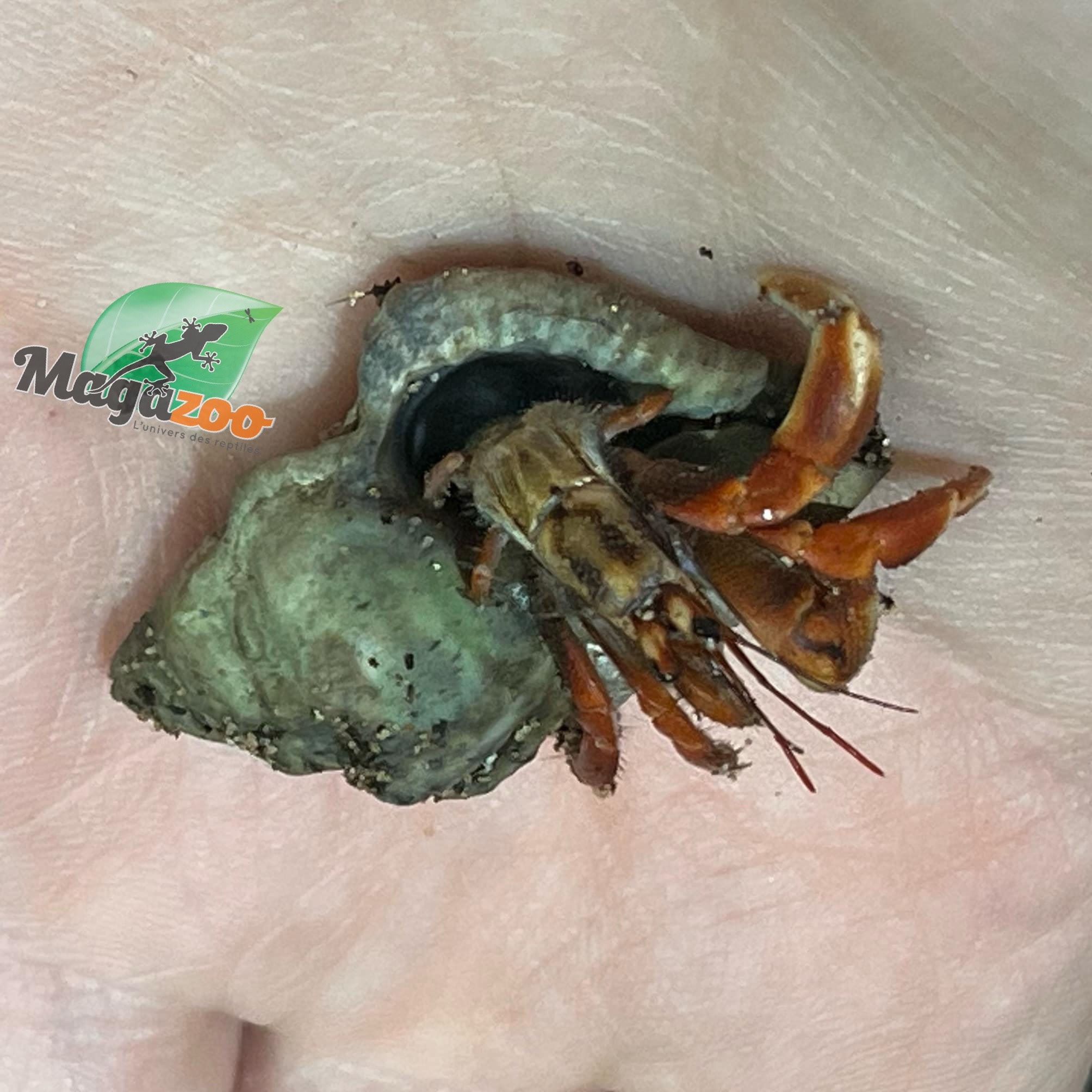 Magazoo Komuraski's Hermit Crab