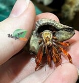 Magazoo Komuraski's Hermit Crab