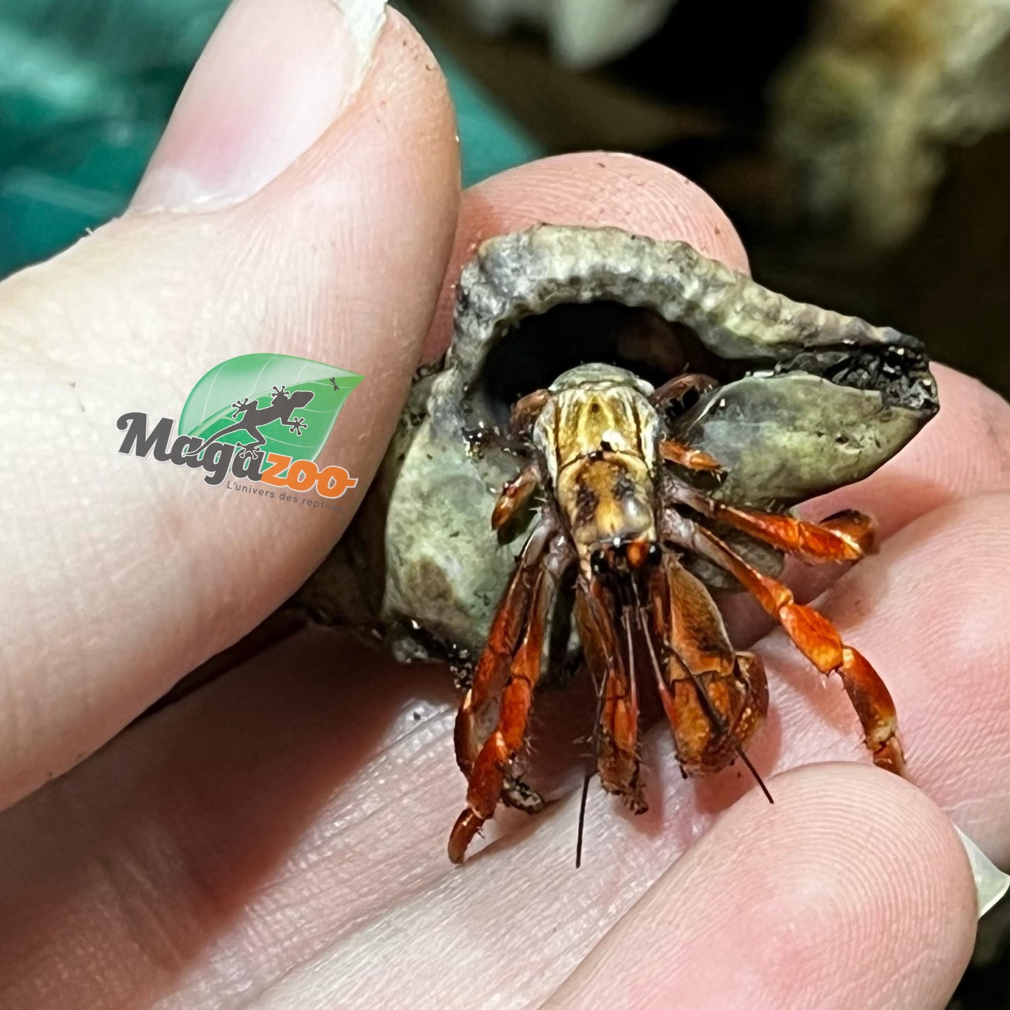 Magazoo Komuraski's Hermit Crab