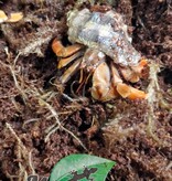 Magazoo Komuraski's Hermit Crab