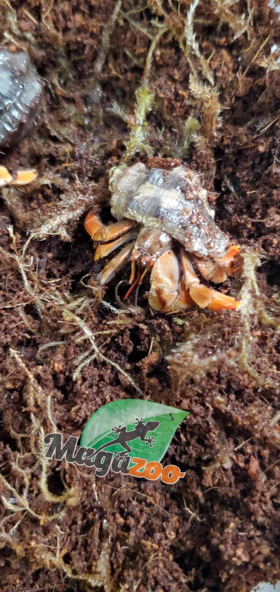 Magazoo Komuraski's Hermit Crab