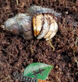 Magazoo Komuraski's Hermit Crab