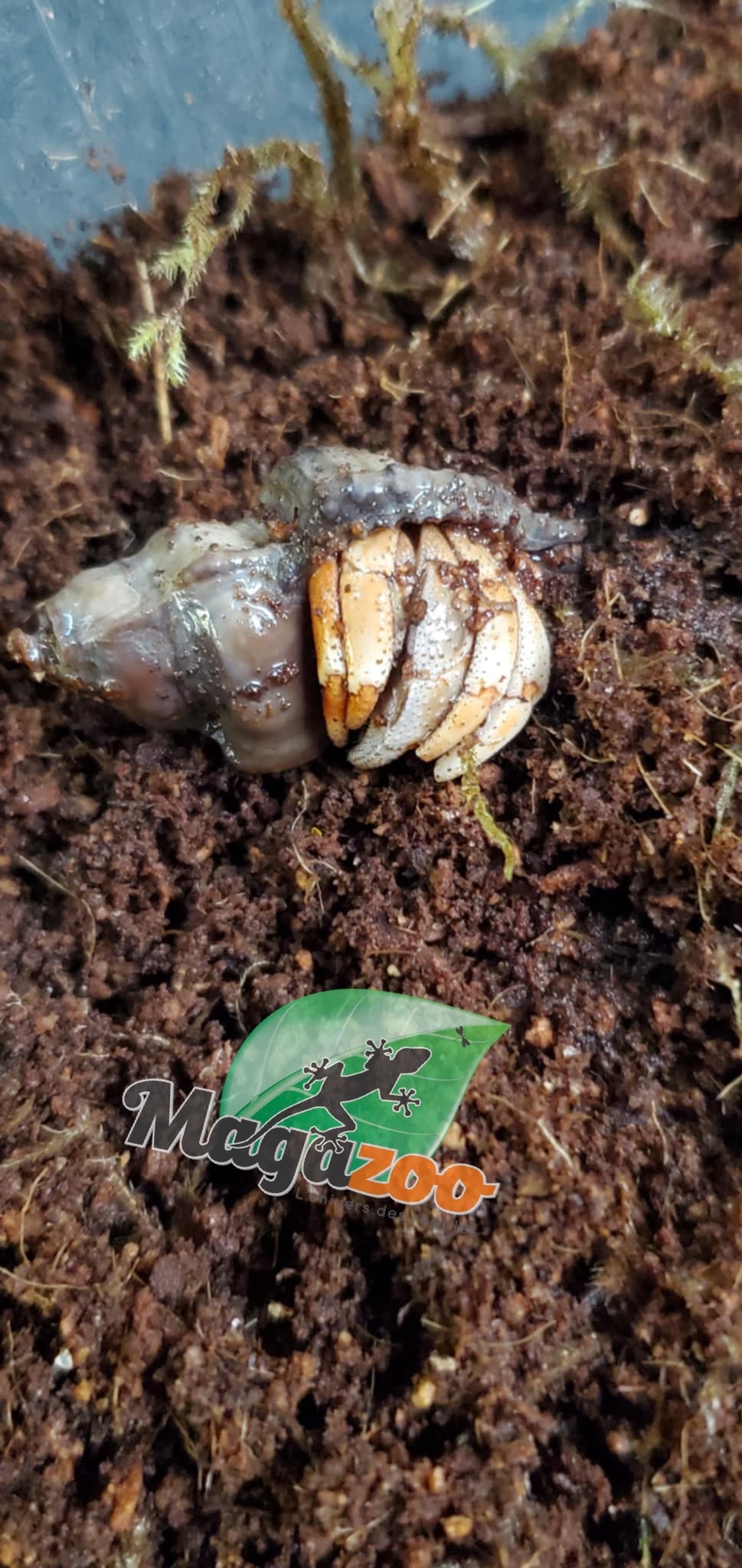 Magazoo Komuraski's Hermit Crab