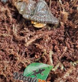 Magazoo Komuraski's Hermit Crab