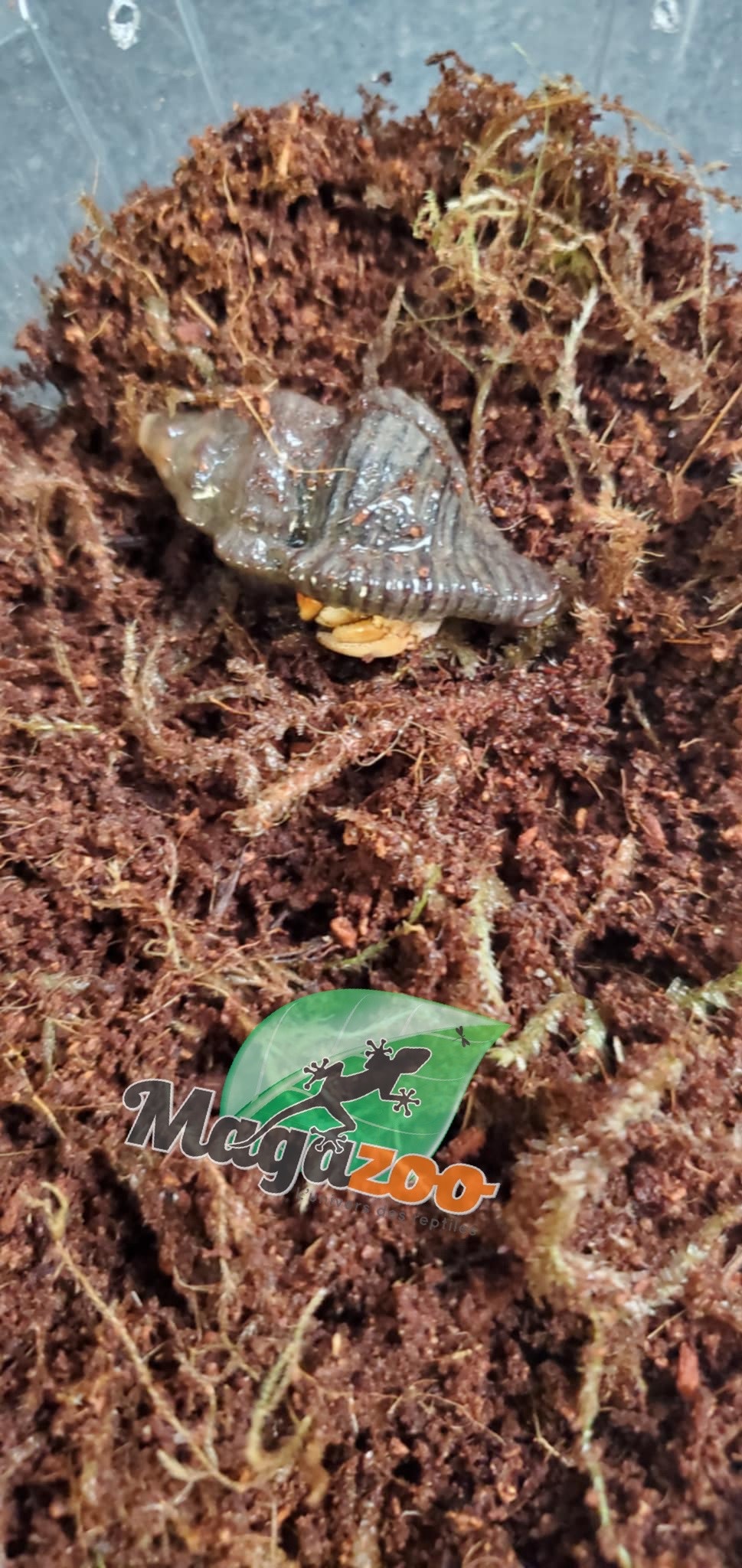 Magazoo Komuraski's Hermit Crab