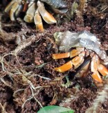 Magazoo Komuraski's Hermit Crab