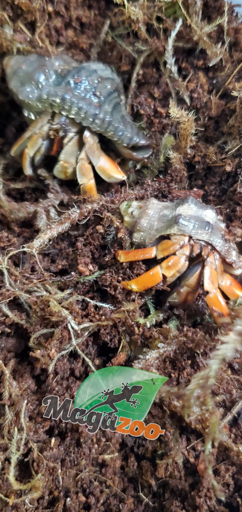 Magazoo Bernard l'hermite de Komurasaki