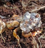 Magazoo Komuraski's Hermit Crab