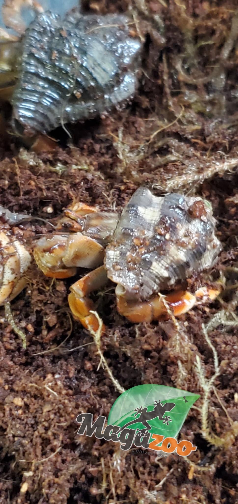 Magazoo Bernard l'hermite de Komurasaki