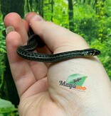 Magazoo Couleuvre du lac Chapala Bébé (Reproduit en captivité) Septembre 2024 / Thamnophis eques obscurus Male