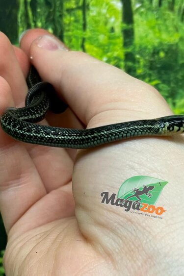 Magazoo Baby Chapala lake garter snake CB Novembre 2024 / Thamnophis eques obscurus